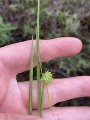 Carex cryptolepis