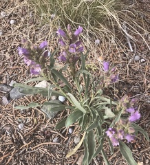 Penstemon breviculus