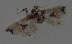 Leucinodes