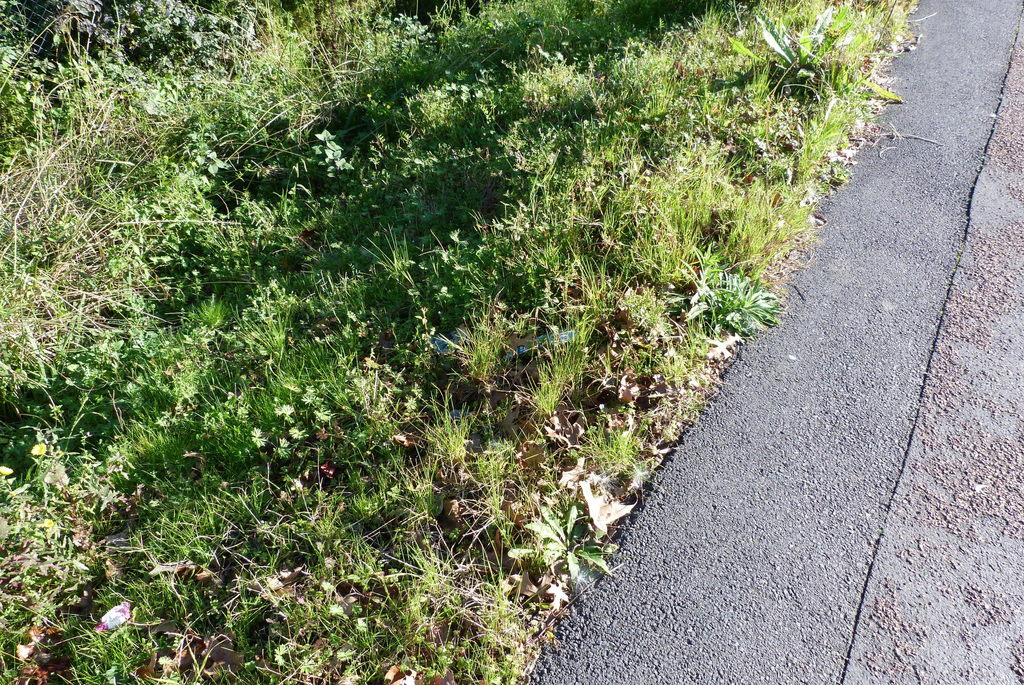 blown grass from Glen Innes, Auckland on June 24, 2015 by Colin Meurk ...