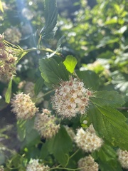 Physocarpus intermedius