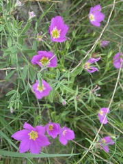 Sabatia campestris