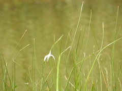 Rhynchospora latifolia