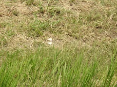 Rhynchospora latifolia