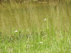 Rhynchospora latifolia