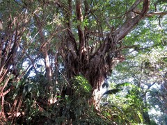 Dendrohyrax arboreus