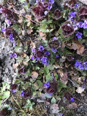 Glechoma hederacea