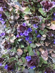 Glechoma hederacea