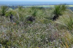 Xanthorrhoea preissii