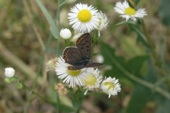 Erigeron annuus