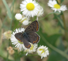 Erigeron annuus