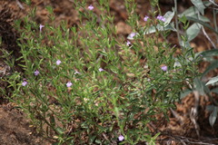 Hedeoma drummondii