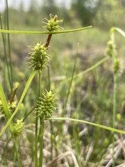 Carex × subviridula