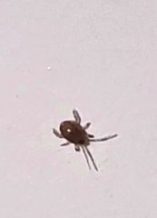 Phytoseiidae