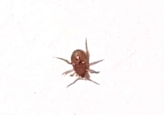 Phytoseiidae