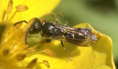Eumeninae