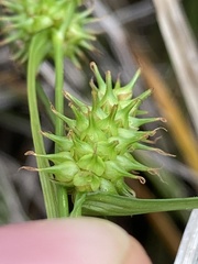 Carex × subviridula