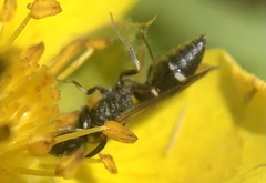 Eumeninae
