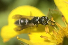 Eumeninae