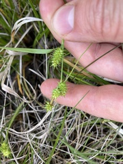 Carex × subviridula