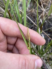 Carex × subviridula