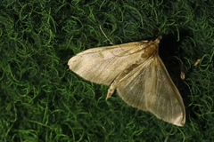 Paratalanta pandalis