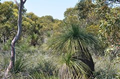 Xanthorrhoea preissii