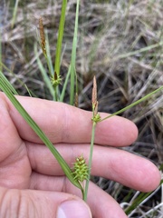 Carex × subviridula