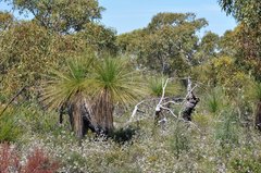 Xanthorrhoea preissii