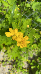 Chelidonium majus