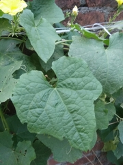 Luffa acutangula
