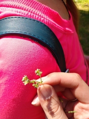 Scleranthus perennis