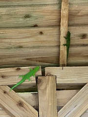 Phelsuma grandis