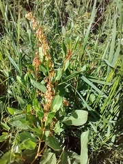 Rumex venosus