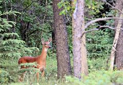 Odocoileus virginianus