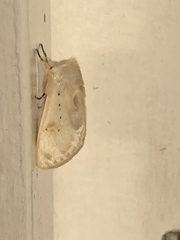 Naroma varipes