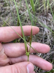 Carex × subviridula