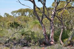 Xanthorrhoea preissii