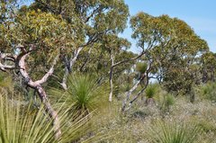Xanthorrhoea preissii