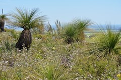 Xanthorrhoea preissii
