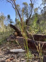 Schoenus grandiflorus