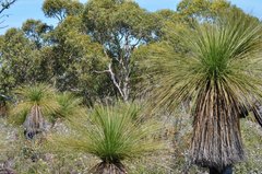 Xanthorrhoea preissii