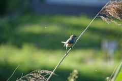 Luscinia svecica