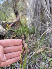 Schoenus grandiflorus