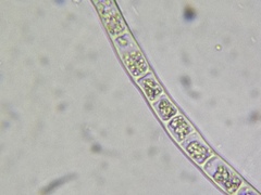 Microspora