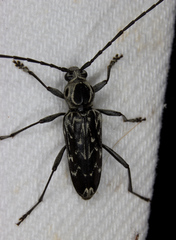 Sarosesthes fulminans