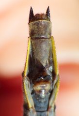 Phanogomphus descriptus