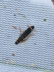 Rhagonycha lignosa