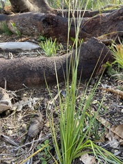 Schoenus grandiflorus