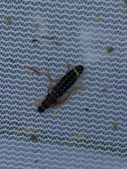 Rhagonycha lignosa